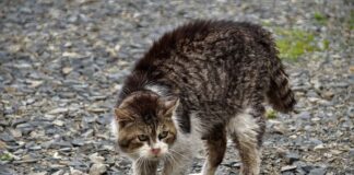 Capture des chats errants : 2-ème campagne